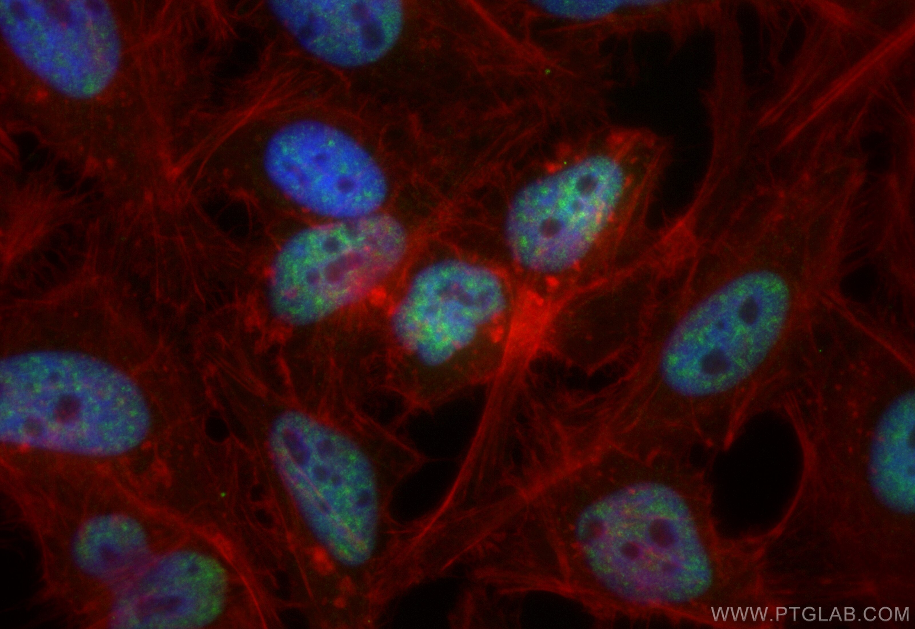 Immunofluorescence (IF) / fluorescent staining of HeLa cells using CoraLite® Plus 488-conjugated INTS6 Recombinant an (CL488-84610-3)