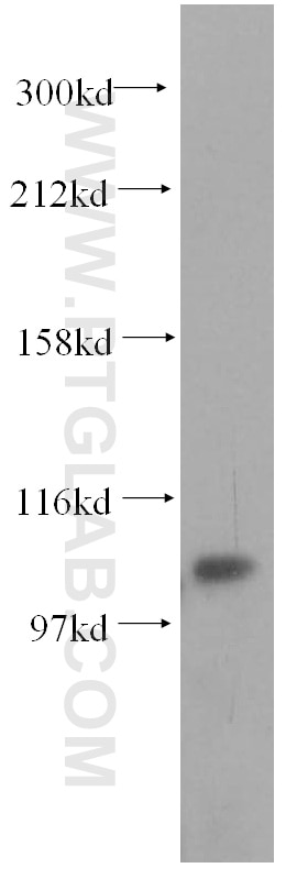 WB analysis of HEK-293 using 17054-1-AP