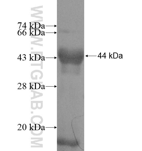 INTS7 fusion protein Ag10755 SDS-PAGE