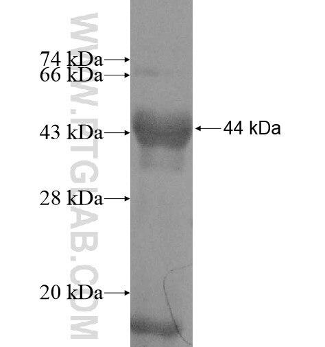 INTS7 fusion protein Ag10755 SDS-PAGE