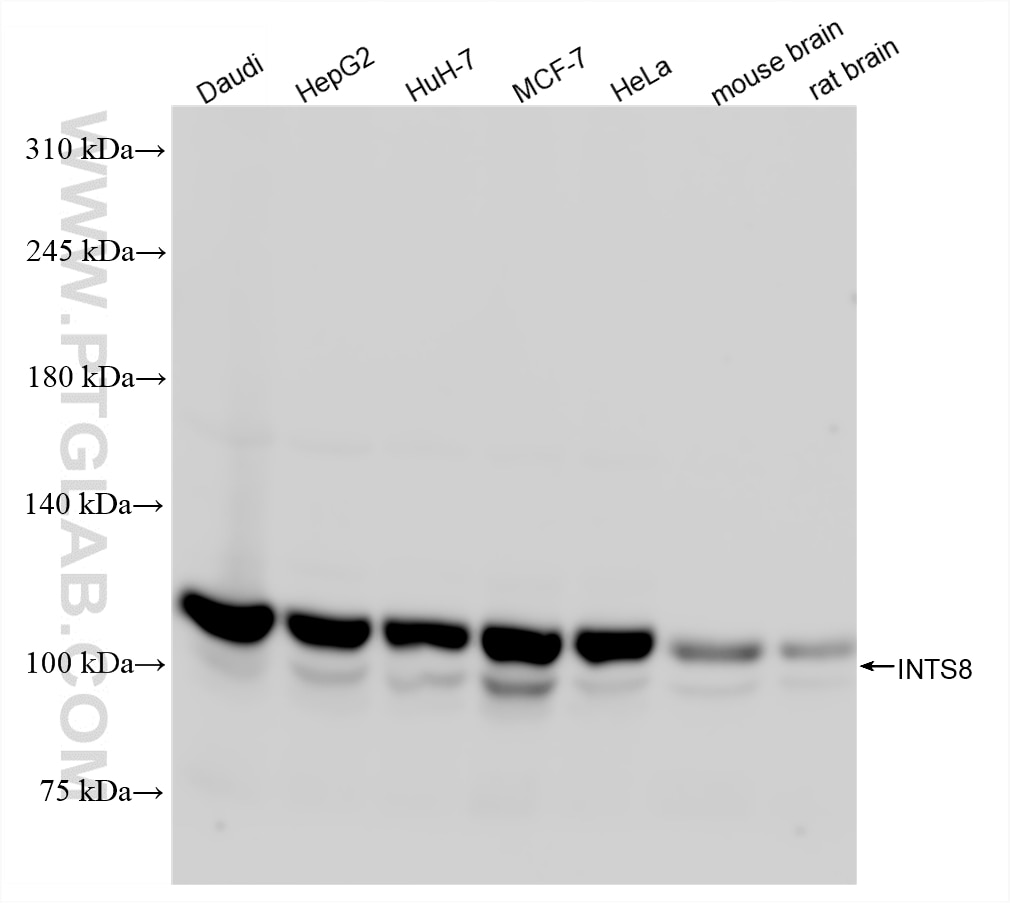 WB analysis using 84382-2-RR (same clone as 84382-2-PBS) Western Blot (WB) analysis of various lysates using INTS8 Recombinant monoclonal antibody (84382-2-RR)