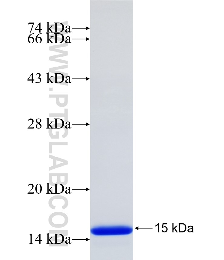 INTS8 fusion protein Ag34600 SDS-PAGE