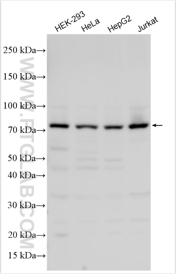 Western Blot (WB) analysis of various lysates using INTS9 Polyclonal antibody (11657-1-AP)