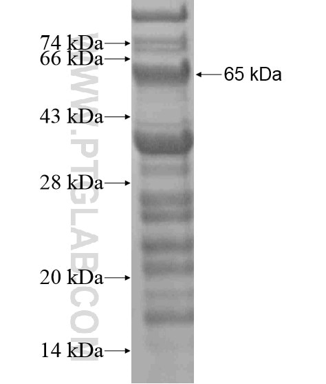 INTU fusion protein Ag19313 SDS-PAGE