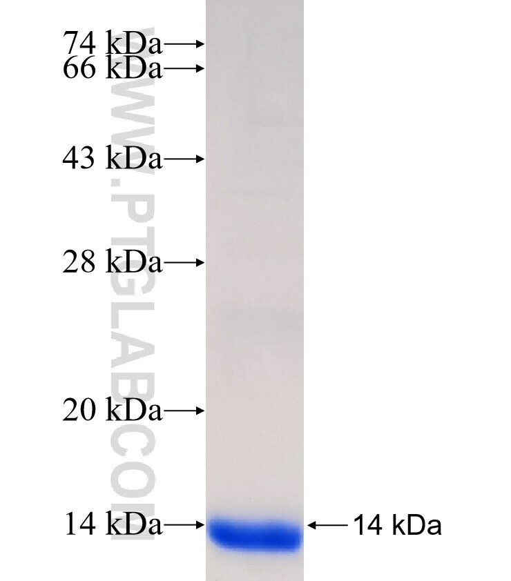 INVS fusion protein Ag33083 SDS-PAGE