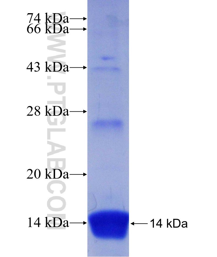 INVS fusion protein Ag17782 SDS-PAGE