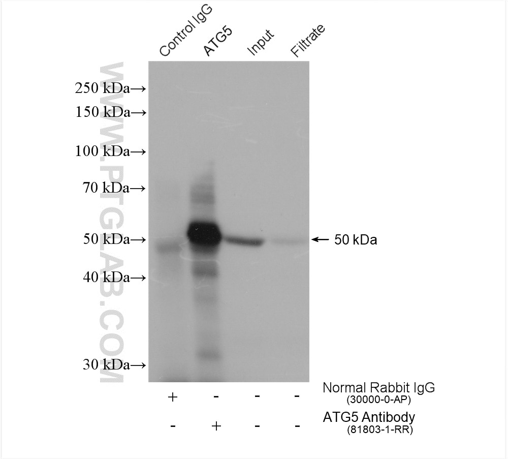 IP result of anti-ATG5(IP:81803-1-RR, 4ug; Detection:81803-1-RR 1:2000) with HeLa cells lysate 1800 ug.