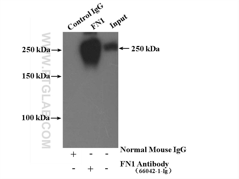 IP Result of anti-Fibronectin (IP:66042-1-Ig, 5ug; Detection:66042-1-Ig 1:500) with human plasma lysate 4000ug.