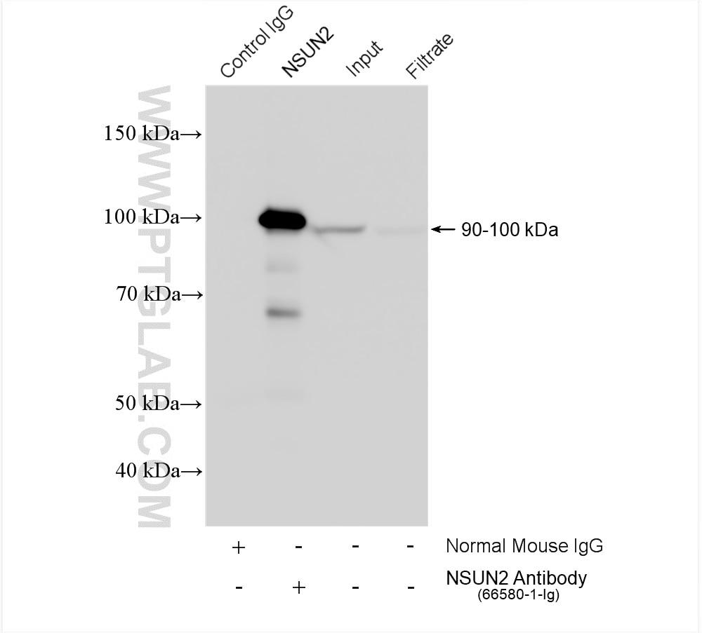 IP result of anti-NSUN2 (IP:66580-1-Ig, 4ug; Detection:66580-1-Ig 1:4000) with HepG2 cells lysate 1920 ug.
