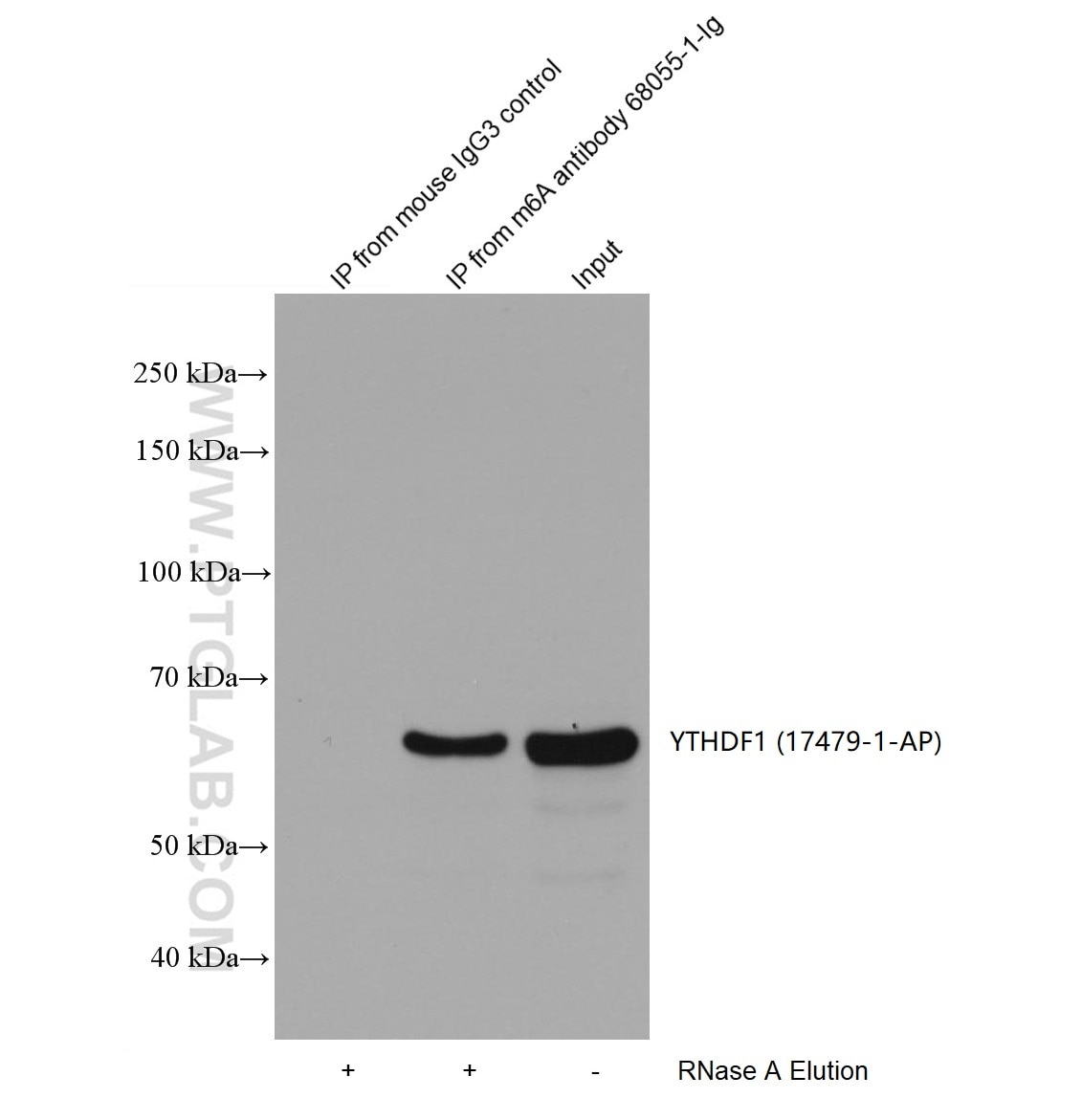 HEK-293 cells were lysised and immunoprecipitated with Protein A-m6A antibody and Protein A-mouse IgG3 control antibody respectively in the presence of RNAase inhibotor cocktail. The immunoprecipitated complex was washed diggested by RNAse A followed by western blot with YTHDF1(m6A reader) antibody 17479-1-AP (1:2000). 
(Lysate: 3.6mg per IP;  IP: 15µg antibody and 50µL beads, 4 hours at 4℃; Diggestion: 50µg/mL * 80µL RNAse A for 1 hour at 37℃; Loading: 20% of elution; Input: 10µg.)
