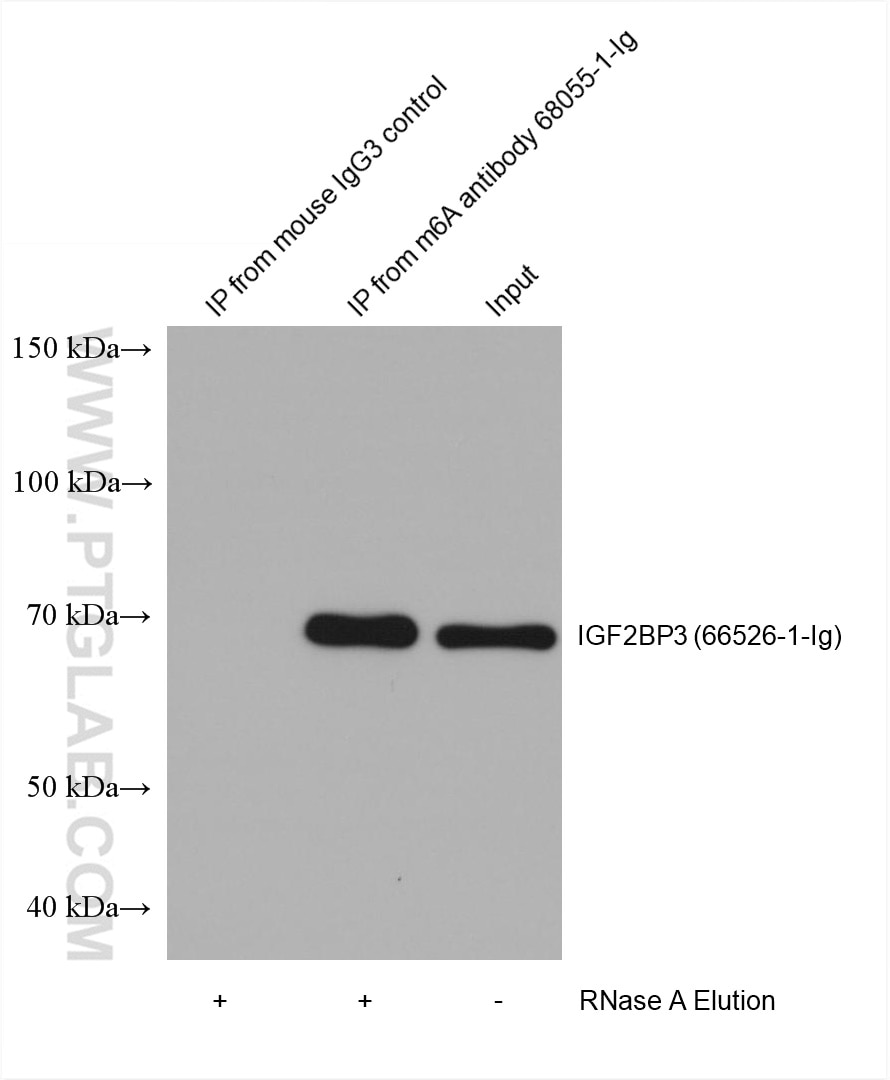 HEK-293 cells were lysised and immunoprecipitated with Protein A-m6A antibody and Protein A-mouse IgG3 control antibody respectively in the presence of RNAase inhibotor cocktail. The immunoprecipitated complex was washed diggested by RNAse A followed by western blot with IGF2BP3 (m6A reader) antibody 66526-1-Ig (1:2000). (Lysate: 4.0 mg per IP; IP: 30µg antibody and 50µL beads, 4 hours at 4℃; Diggestion: 50µg/mL * 80µL RNAse A for 1 hour at 37℃; Loading: 20% of elution; Input: 10µg.)