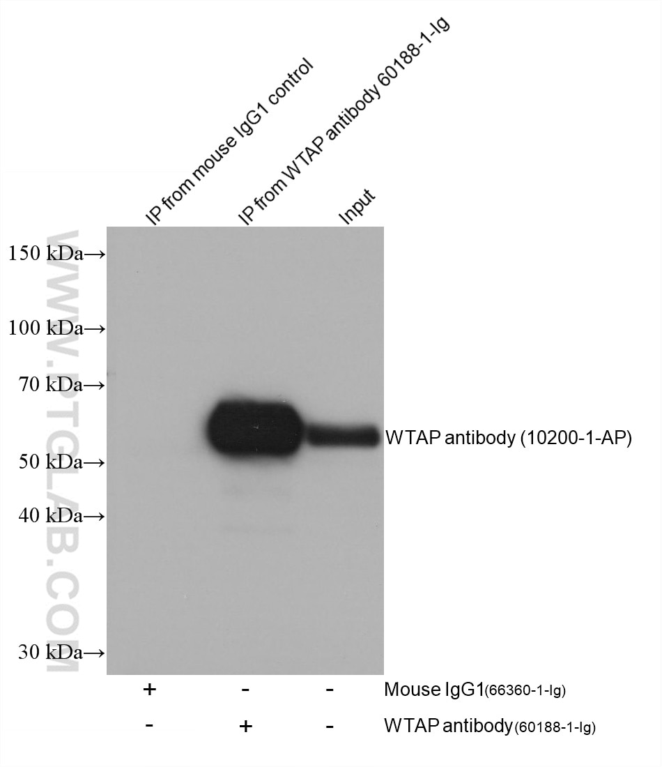 IP result of anti-WTAP (IP:60188-1-Ig, 4ug; Detection:10200-1-AP 1:8000) with HeLa cells lysate 2000 ug.