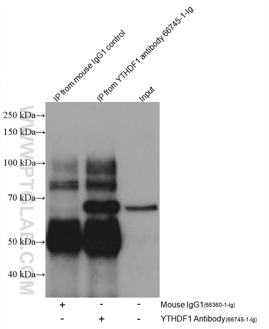 IP result of anti-YTHDF1 (IP:66745-1-Ig, 4ug; Detection:66745-1-Ig 1:2000) with Jurkat cells lysate 2000 ug.