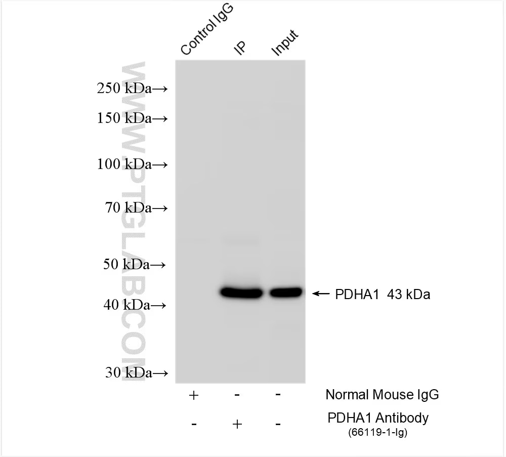 IP result of anti-PDH E1 Alpha (IP:66119-1-Ig, 4ug; Detection:66119-1-Ig 1:10000) with K-562 cells lysate 1820 ug.