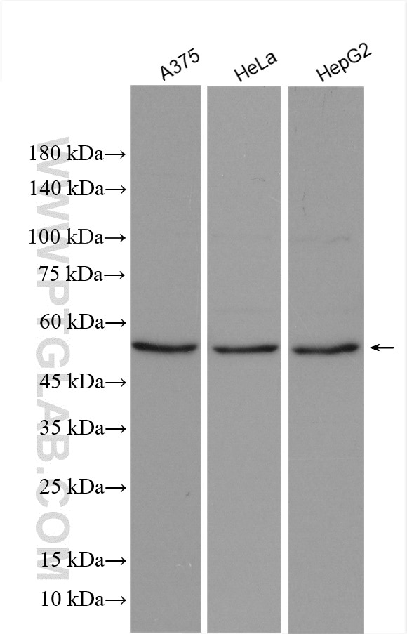 Western Blot (WB) analysis of various lysates using IP6K1 Polyclonal antibody (12057-2-AP)