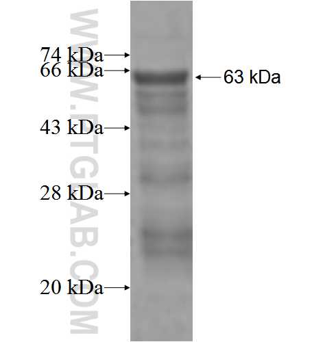 IP6K1 fusion protein Ag2687 SDS-PAGE