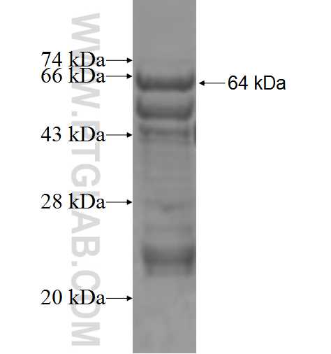 IP6K2 fusion protein Ag3786 SDS-PAGE