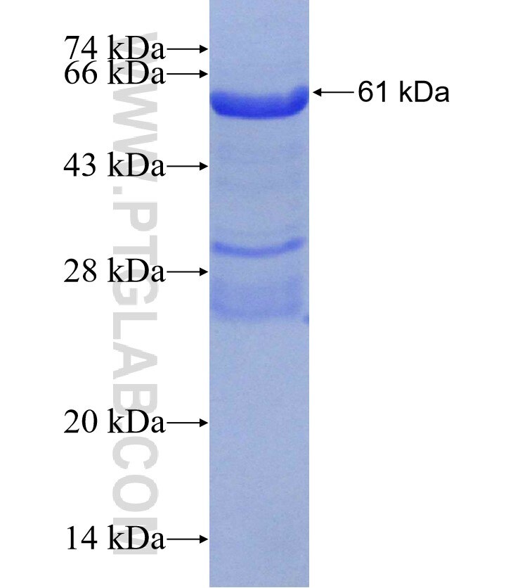 IPAF fusion protein Ag30416 SDS-PAGE IPAF fusion protein Ag30416 SDS-PAGE