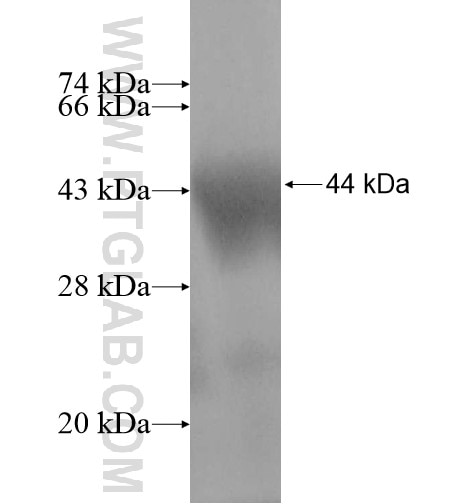 IPAF fusion protein Ag14406 SDS-PAGE