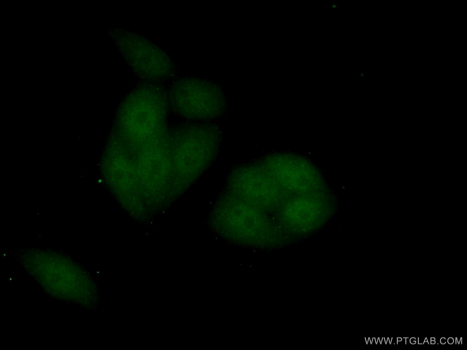 Immunofluorescence (IF) / fluorescent staining of HeLa cells using IPO11 Polyclonal antibody (14403-1-AP)