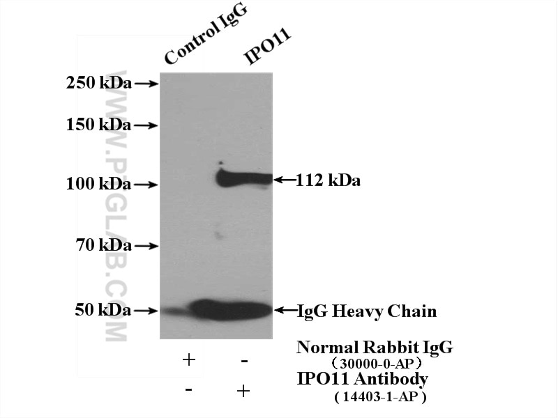 Immunoprecipitation (IP) experiment of mouse testis tissue using IPO11 Polyclonal antibody (14403-1-AP)