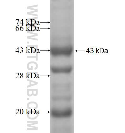 IPO11 fusion protein Ag5659 SDS-PAGE