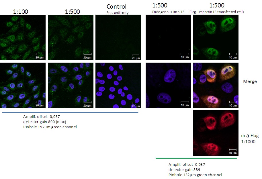 Immunofluorescence (IF) / fluorescent staining of HeLa cells using IPO13 Polyclonal antibody (11696-2-AP)