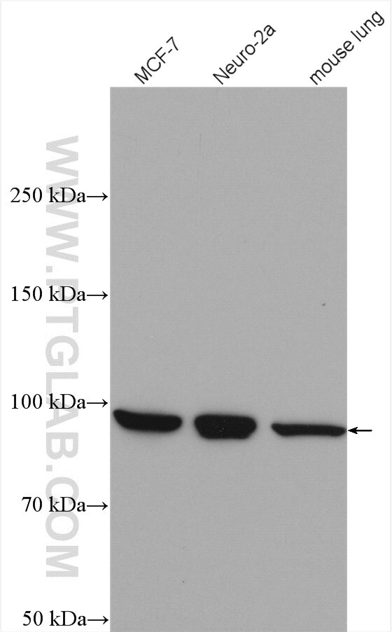Western Blot (WB) analysis of various lysates using IPO13 Polyclonal antibody (11696-2-AP)