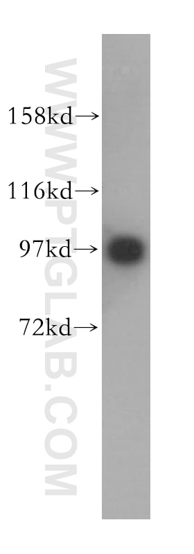 Western Blot (WB) analysis of human brain tissue using IPO13 Polyclonal antibody (11696-2-AP)