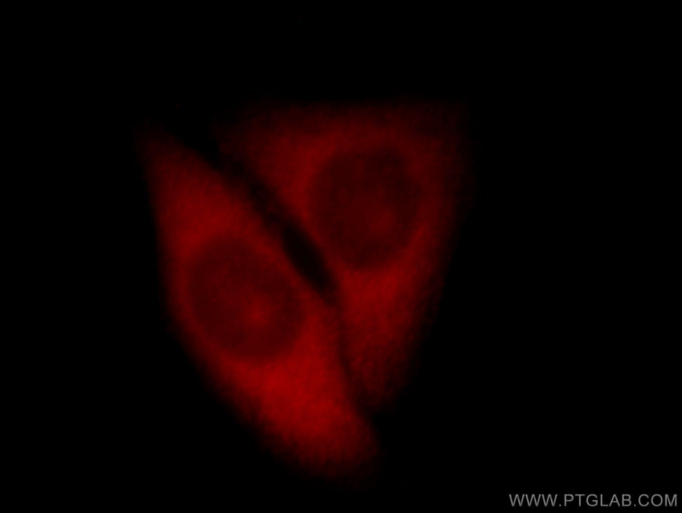 Immunofluorescence (IF) / fluorescent staining of HepG2 cells using IPO4 Polyclonal antibody (11679-1-AP)