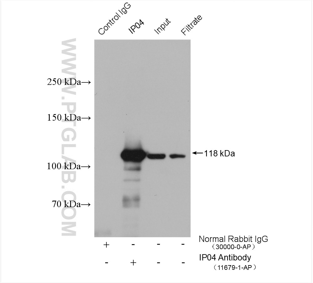 Immunoprecipitation (IP) experiment of mouse testis tissue using IPO4 Polyclonal antibody (11679-1-AP)