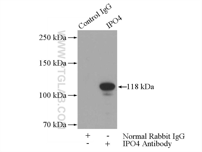 IPO4 Polyclonal antibody