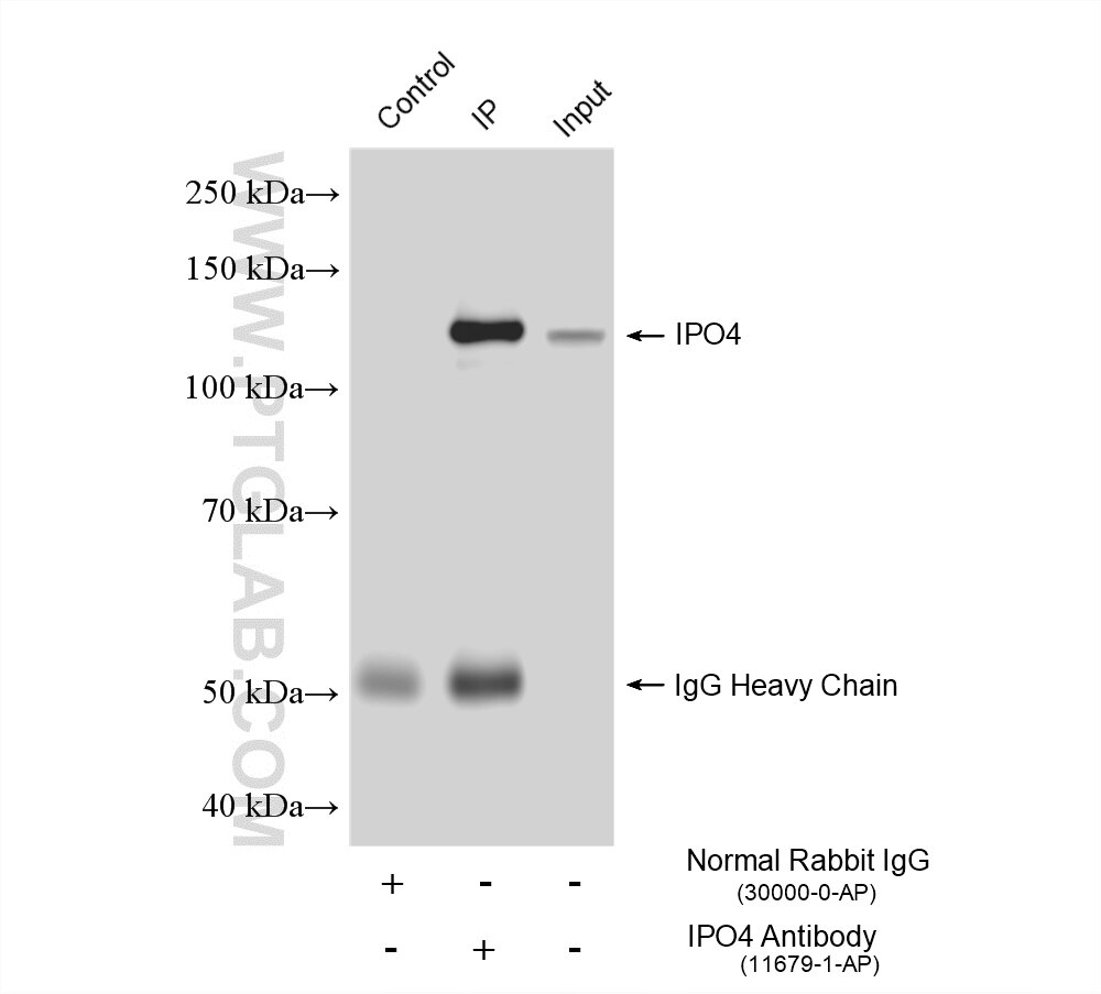 Immunoprecipitation (IP) experiment of mouse testis tissue using IPO4 Polyclonal antibody (11679-1-AP)
