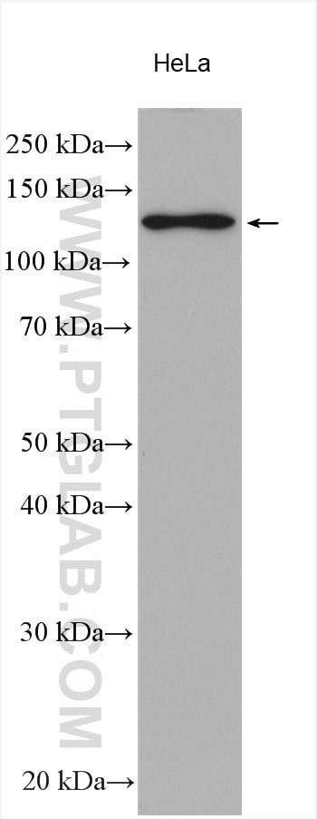 Western Blot (WB) analysis of various lysates using IPO4 Polyclonal antibody (11679-1-AP)