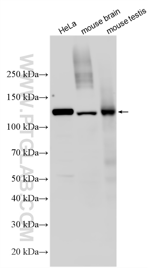 Western Blot (WB) analysis of various lysates using IPO4 Polyclonal antibody (11679-1-AP)