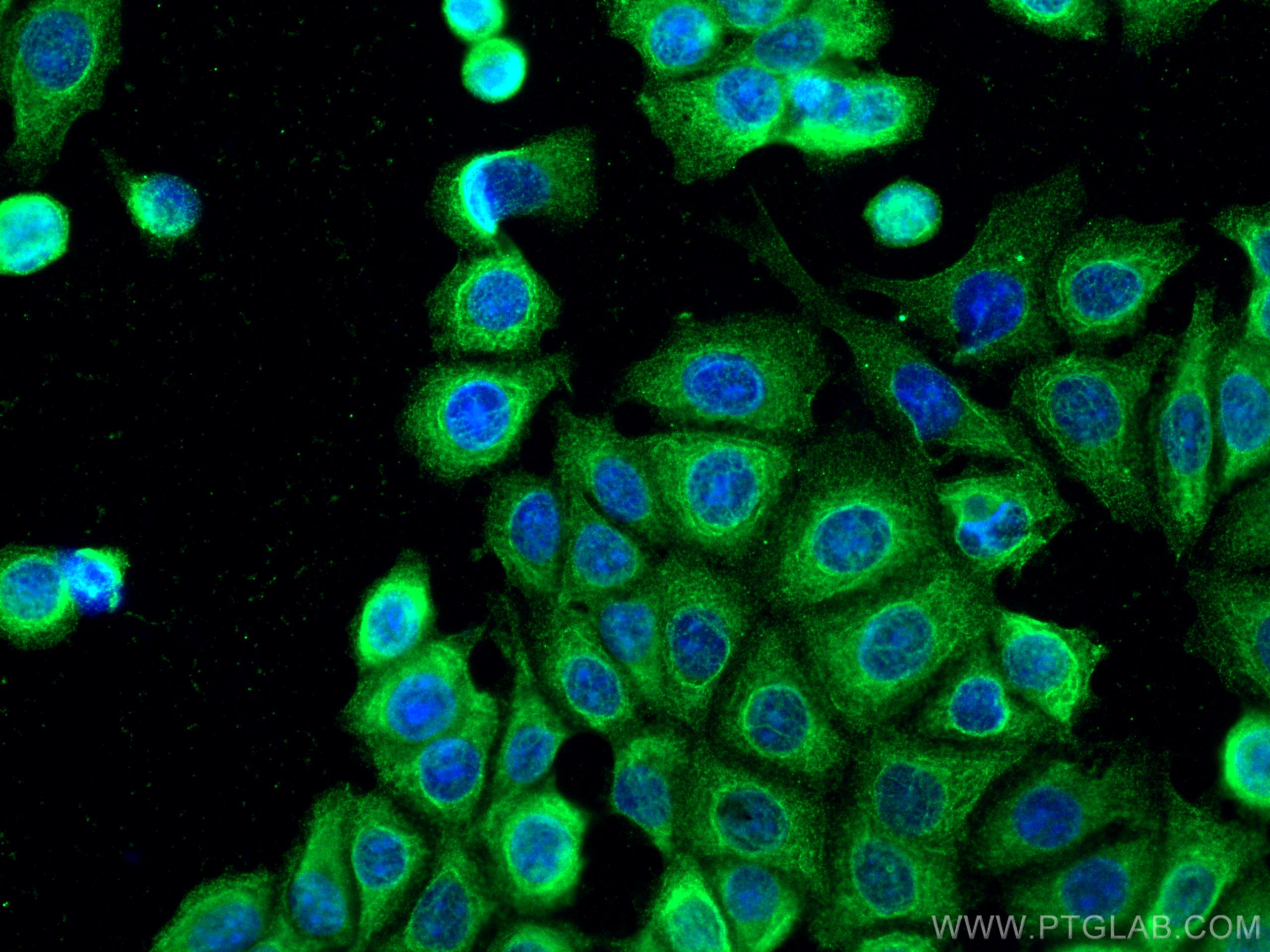 Immunofluorescence (IF) / fluorescent staining of MCF-7 cells using IPO4 Monoclonal antibody (67549-1-Ig)