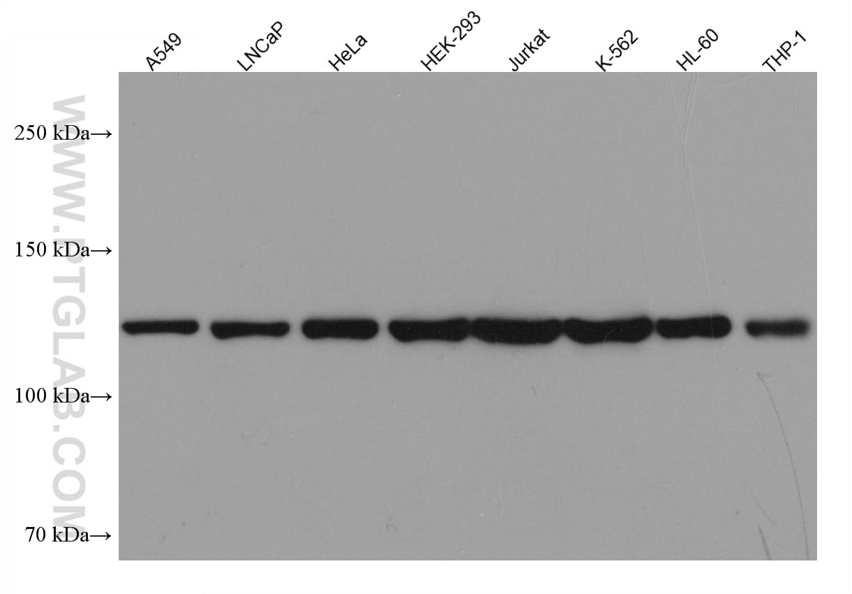 Western Blot (WB) analysis of various lysates using IPO4 Monoclonal antibody (67549-1-Ig)