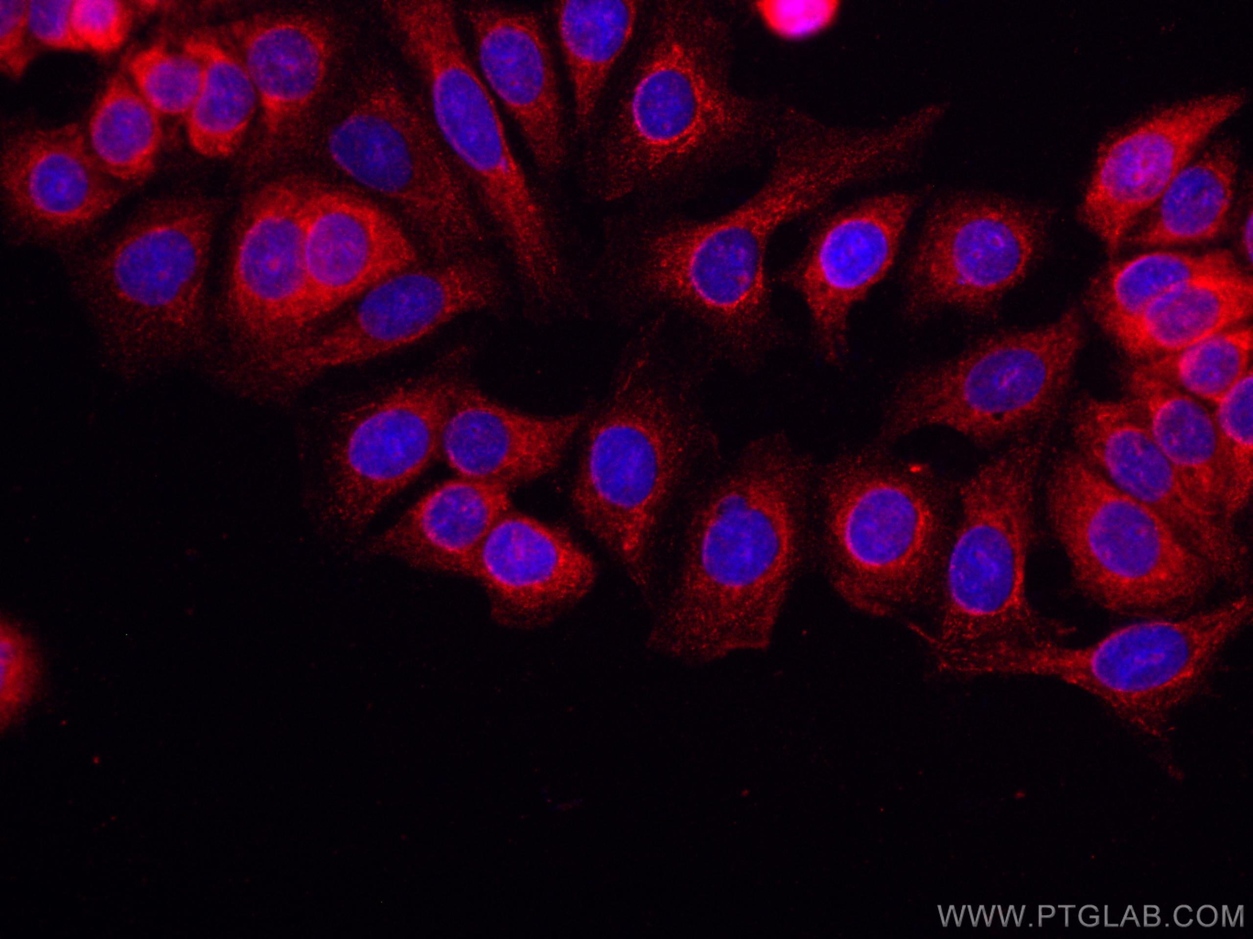 Immunofluorescence (IF) / fluorescent staining of MCF-7 cells using CoraLite®594-conjugated IPO4 Monoclonal antibody (CL594-67549)