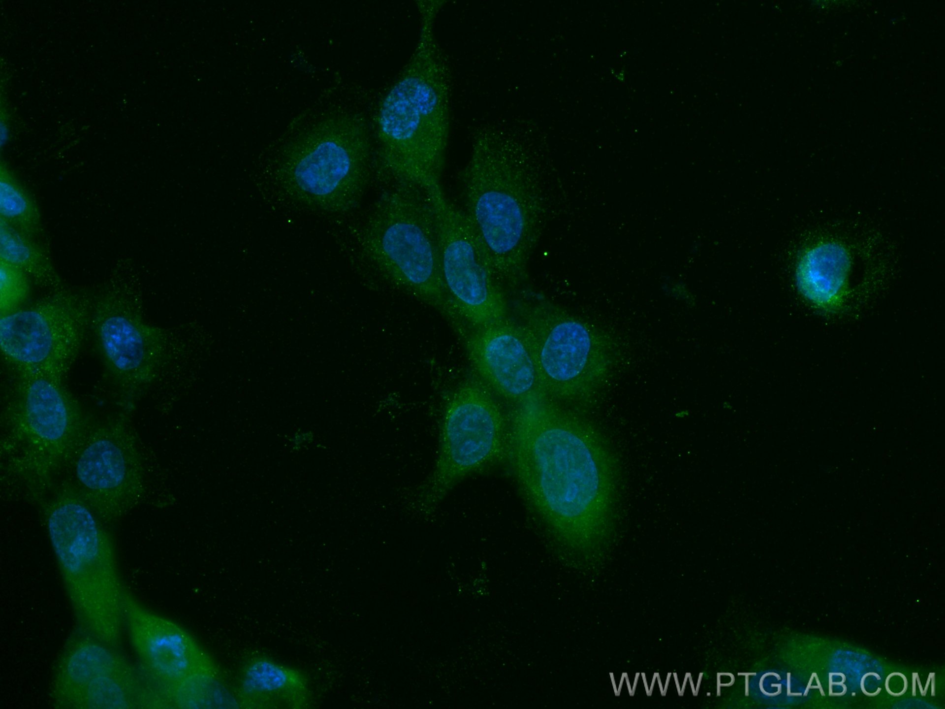 Immunofluorescence (IF) / fluorescent staining of A431 cells using IPO5 Monoclonal antibody (67962-1-Ig)
