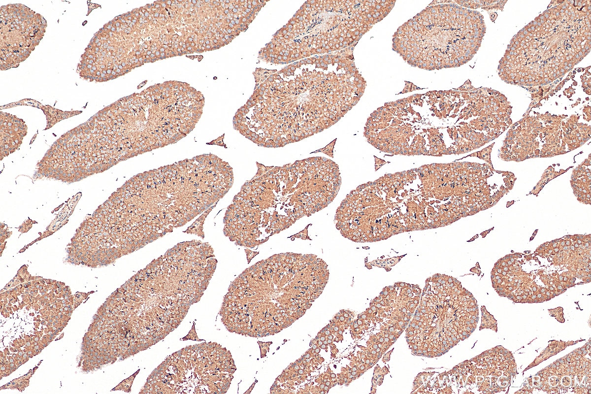Immunohistochemistry (IHC) staining of mouse testis tissue using IPO5 Monoclonal antibody (67962-1-Ig)
