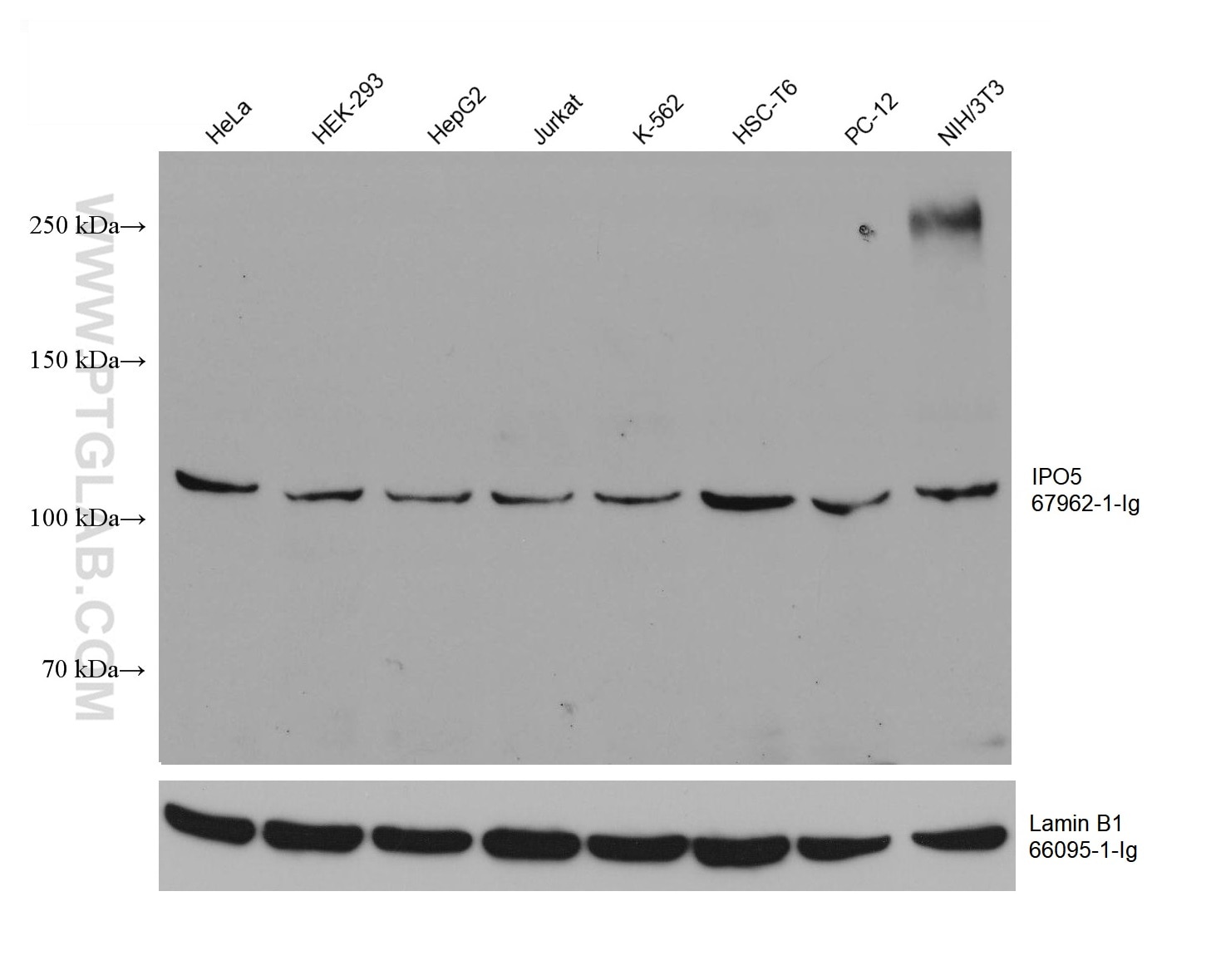 Western Blot (WB) analysis of various lysates using IPO5 Monoclonal antibody (67962-1-Ig)