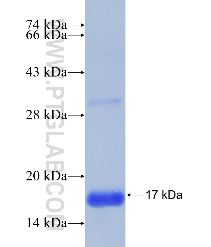 IPO5 fusion protein Ag30955 SDS-PAGE