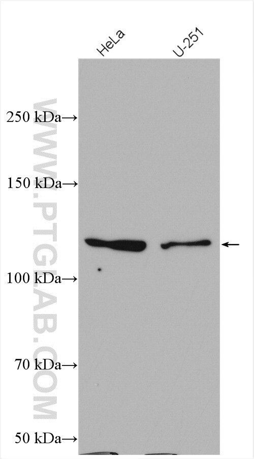 WB analysis using 28289-1-AP