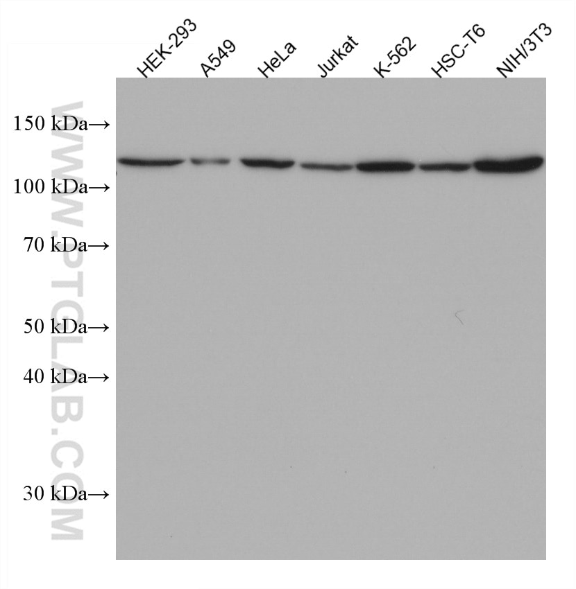 Western Blot (WB) analysis of various lysates using IPO7 Monoclonal antibody (67525-1-Ig)