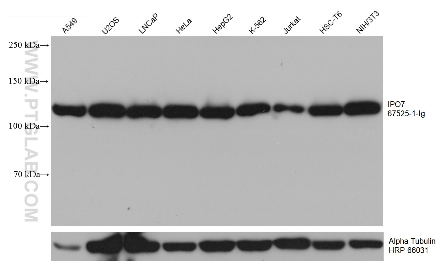 Western Blot (WB) analysis of various lysates using IPO7 Monoclonal antibody (67525-1-Ig)