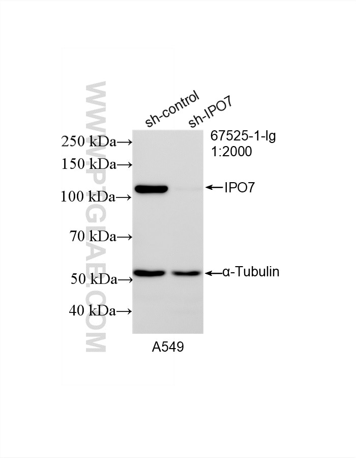 Western Blot (WB) analysis of A549 cells using IPO7 Monoclonal antibody (67525-1-Ig)