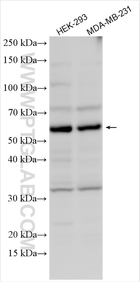 Western Blot (WB) analysis of various lysates using IQCC Polyclonal antibody (21533-1-AP)