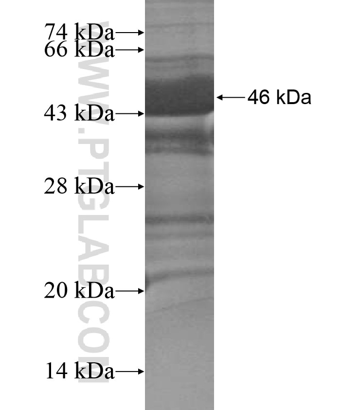 IQCC fusion protein Ag17030 SDS-PAGE