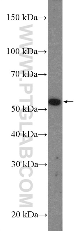 Western Blot (WB) analysis of mouse testis tissue using IQCD Polyclonal antibody (26345-1-AP)