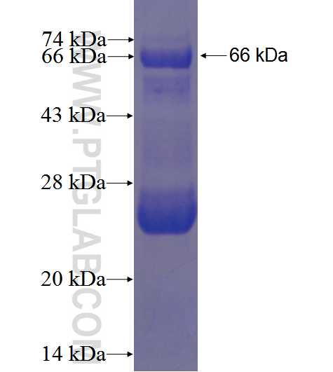 IQCD fusion protein Ag23692 SDS-PAGE